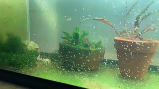 Daphnia Culturing Snails or no snails [upl. by Gnouv]