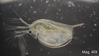 Daphnia magna under the Microscope [upl. by Nedloh]