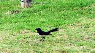 Willy Wagtail  Australian Bird  Short Documentary [upl. by Ihculo929]