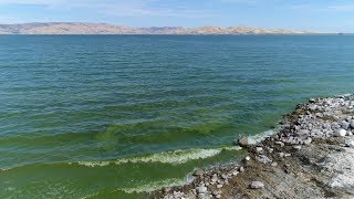 Understanding the Dangers of BlueGreen Algae Cyanobacteria [upl. by Jeniece]