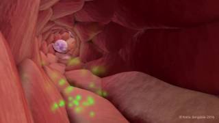 Extravasation of Neutrophils [upl. by Tizes]