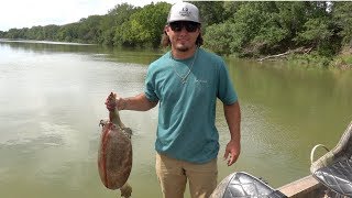 Soft Shell Turtle Catch Clean Cook [upl. by Cornelia]