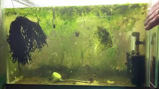 Scuds Daphnia Cherry Shrimp Copepods My aquatic food culture [upl. by Snowman259]