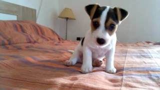 Jack Russel puppy 49 days old [upl. by Naillimxam997]