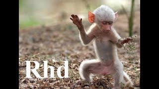 Baboons Peaceful Primates  Nature 2018 HD Documentary [upl. by Anidam]