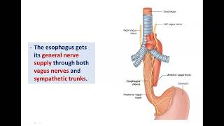 Anatomy of the Esophagus  Dr Ahmed Farid [upl. by Leandra]