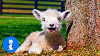 Baby Lamb Sheep Goes Baa  CUTEST Compilation [upl. by Eihpos]