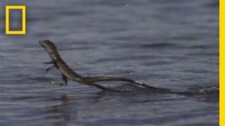 Jesus Christ Lizard  National Geographic [upl. by Francine841]