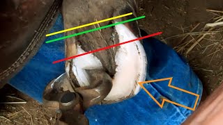 Trimming a PONY with LAMINITIS EDUCATIONAL  Foundered PONY  SampS Horseshoeing [upl. by Parks]