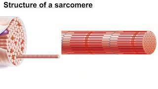 Structure of a Myofibril [upl. by Corron]