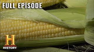 Modern Marvels How Corn Fuels America S13 E39  Full Episode  History [upl. by Bibah]