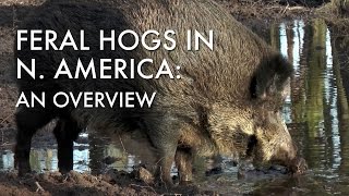 Feral Hogs in North America An Overview [upl. by Assenad641]