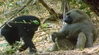 Chimpanzees vs Baboons  Interaction In the Wild [upl. by Roxie]