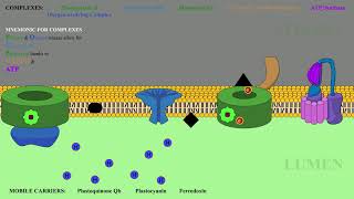 Photosynthesis Lightdependentindependent reactions [upl. by Metabel]