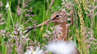 How do godwits rear their chicks Godwitcam highlights  WWT [upl. by Toombs737]