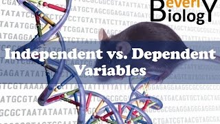 Independent vs Dependent Variables [upl. by Noroj91]