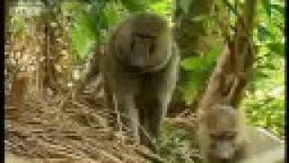 Baboons vs chimpanzees  BBC wildlife [upl. by Ahsea]