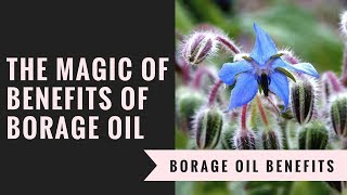 The Magic Of Benefits Of Borage Oil [upl. by Iago976]