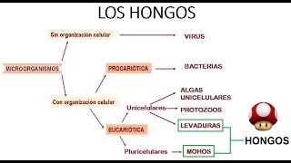 INTRODUCCIÓN A LA MICROBIOLOGÍA  Los hongos [upl. by Mccartan]