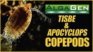 AlgaGen Copepods  ReefPODS and Apocyclops What YOU Need to Know [upl. by Odnamla]