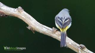 Grey Wagtail [upl. by Halilad]