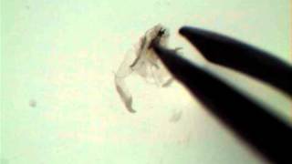 Drosophila Salivary Gland Dissection [upl. by Atnovart]