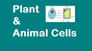 Plant and Animal Cells KS3 SCIENCE [upl. by Niwhsa633]