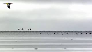 Migrating Hudsonian Godwits [upl. by Llehcear]