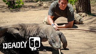 Meet the Largest Lizard on Earth  Deadly 60  BBC Earth Kids [upl. by Elletnuahs75]