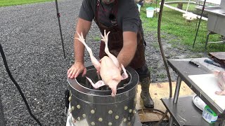 The easy way to process and butcher chicken [upl. by Anwat]