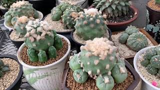 Lophophora Nursery Part 2 [upl. by Ecadnak234]