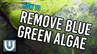 Remove Blue Green Algae from your Aquarium  How To [upl. by Amorita194]