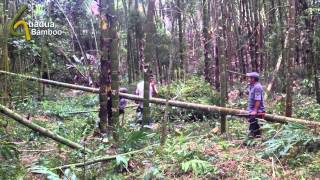 Guadua Bamboo Harvest and Treatment Process [upl. by Aseral820]