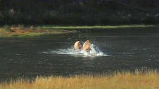 Elk Fighting in River  Yellowstone National Park [upl. by Asare]