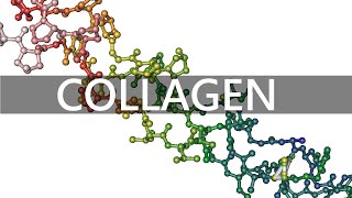 Types of Collagen [upl. by Templer652]