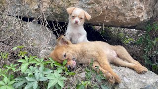 The cry for help of two dogs abandoned by their cruel owner on the side of the road and I saved them [upl. by Hilde]