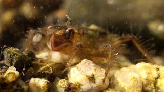 Dragonfly Larvae Prey Capture [upl. by Hamford]