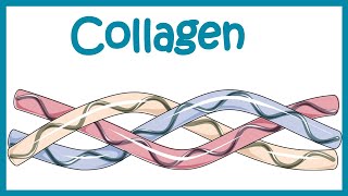 Collagen  Structure classification biosynthesis and clinical importance [upl. by Burford114]