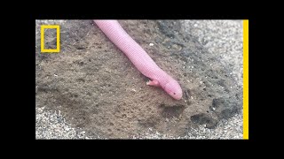 Bizarre Legless Lizard Has TRex Arms  National Geographic [upl. by Yahsel452]