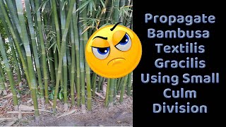 Propagate Bambusa Textilis Gracilis Using Small Culm Division [upl. by Ylrad]