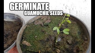 germinate guamuchil [upl. by Jacobsen715]