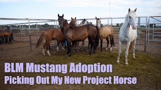 BLM MUSTANG ADOPTION  Picking Out My New Project Horse [upl. by Tarah]