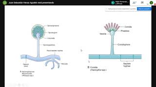 Microbiología  Hongos 2 Levaduras y Moho [upl. by Boycie]