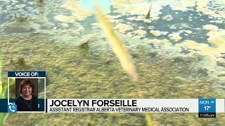 Blue Green Algae advisories in Alberta [upl. by Aenahs]