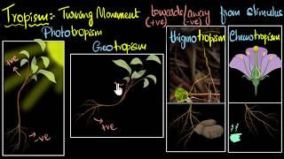 Tropism Types positive amp negative  Control amp Coordination  Biology  Khan Academy [upl. by Lemuela]