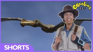 Ornithocheirus Facts  Andys Dinosaur Adventures  CBeebies [upl. by Dan]