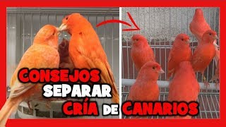 CUANDO y COMO SEPARAR a las CRIAS DE CANARIOS 🐤 COMO CRIAR CANARIOS PASO A PASO  CRIA DE CANARIOS [upl. by Patton283]