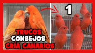 COMO CRIAR CANARIOS 🐤10 TRUCOS que NO CONOCES FUNCIONA ✅ COMO CRIAR CANARIOS  CRIA DE CANARIOS 1 [upl. by Nabila911]