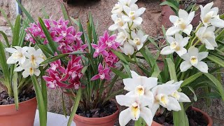 ¿Empezamos a Cuidar Cymbidium desde cero [upl. by Sikras]