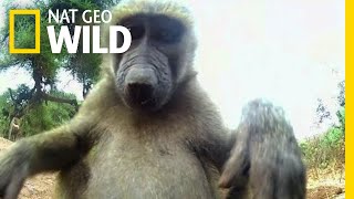 Olive the Other Baboons Are Curious  Nat Geo Wild [upl. by Domenico]